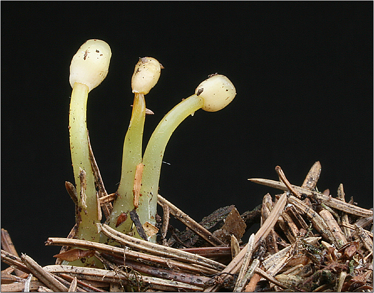 Zierlicher Sumpfhaubenpilz - Mitrula gracilis