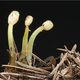 Zierlicher Sumpfhaubenpilz - Mitrula gracilis