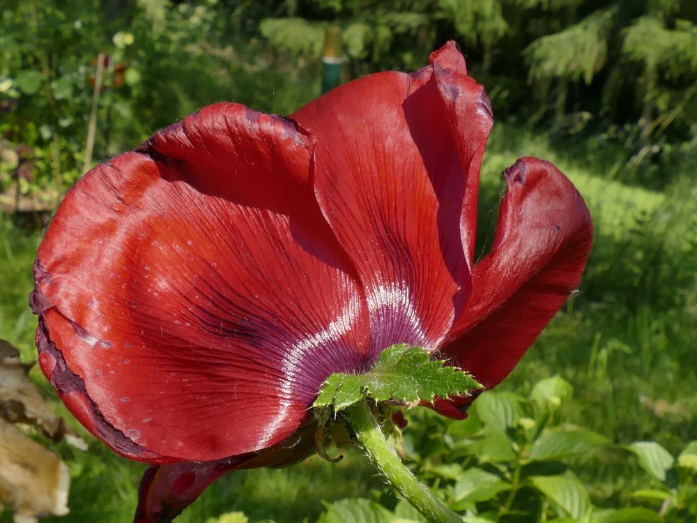 Ziermohn