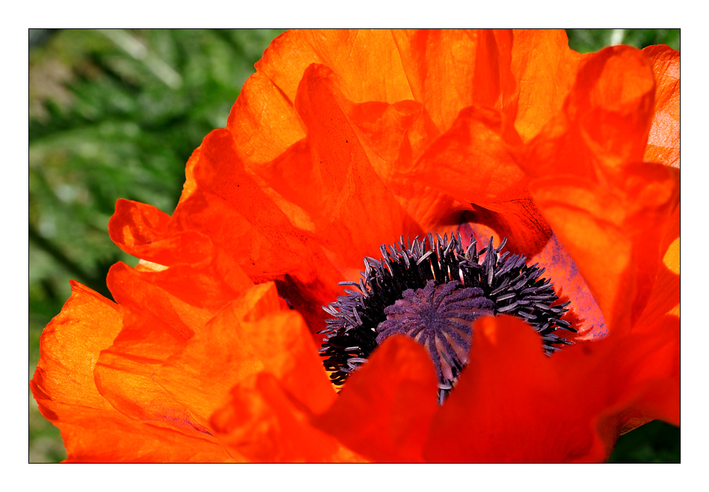 Ziermohn 1