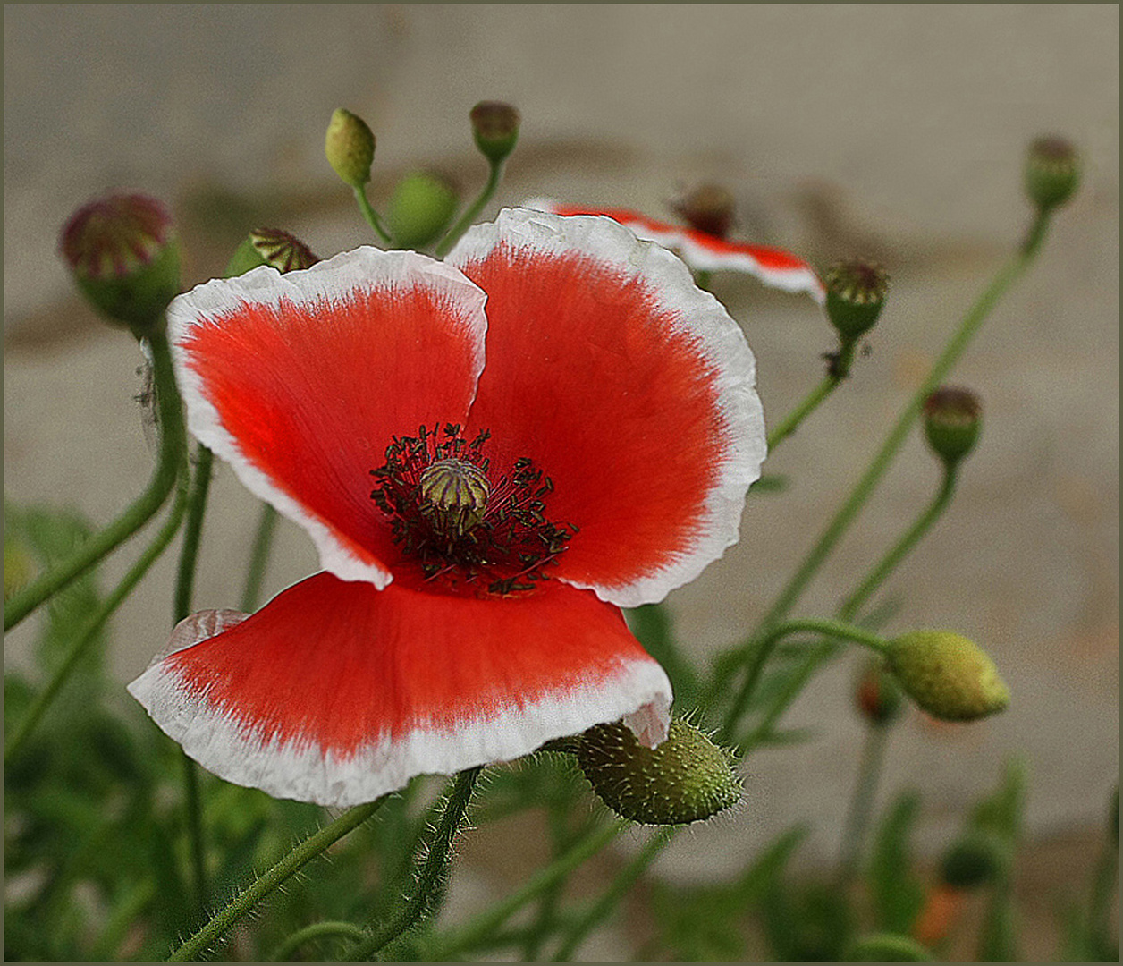 Ziermohn