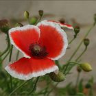 Ziermohn