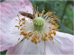 Ziermohn 2