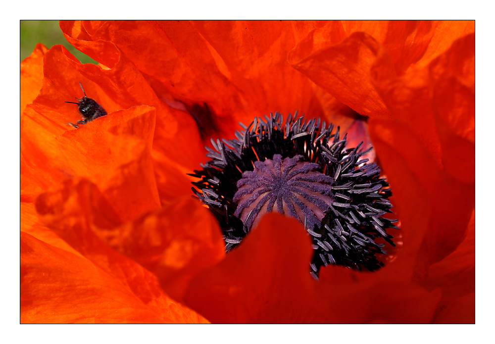 Ziermohn 2