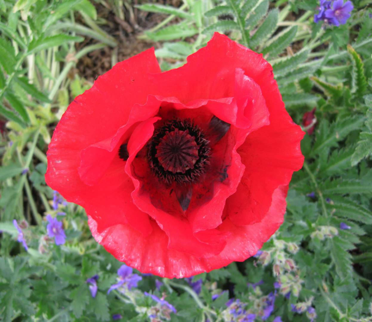 Ziermohn, 28.05.2012