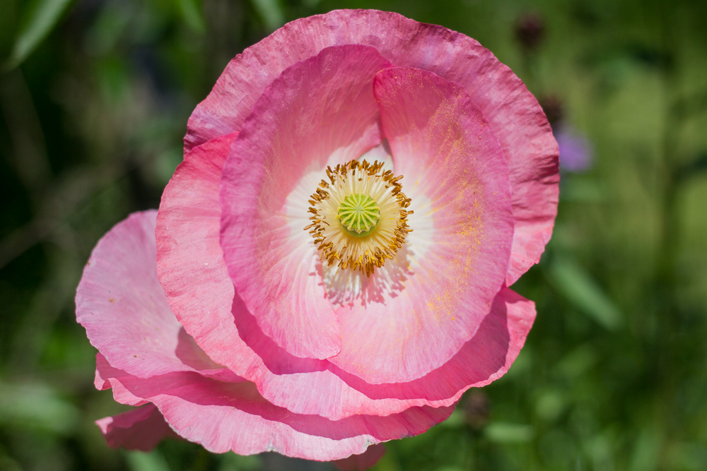 Ziermohn