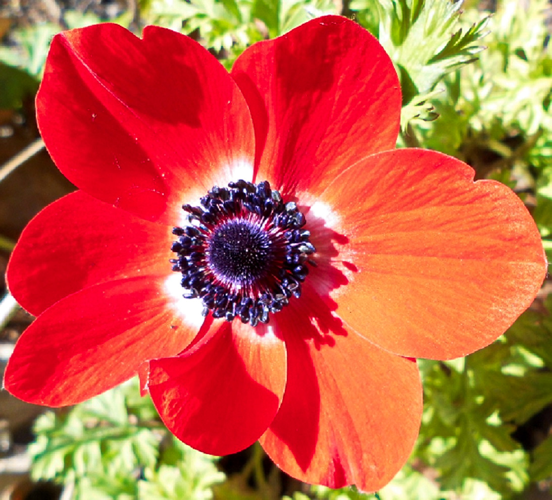 Ziermohn am Morgen