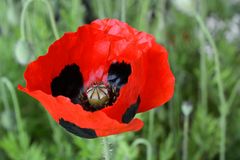 Ziermohn