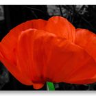 Ziermohn (Color-Key)