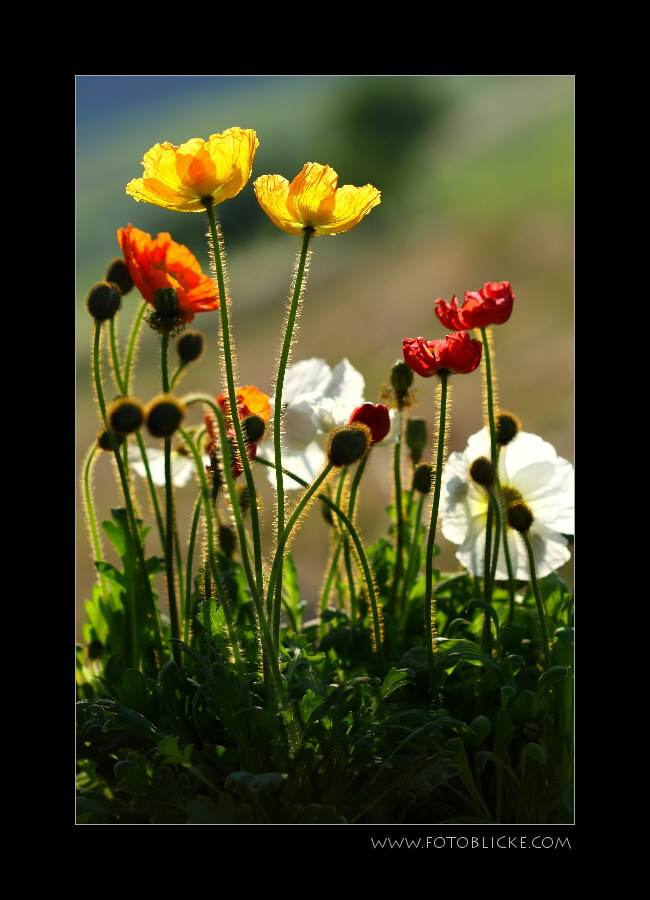 ZierMohn DiensTag