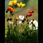 ZierMohn DiensTag