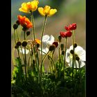 ZierMohn DiensTag