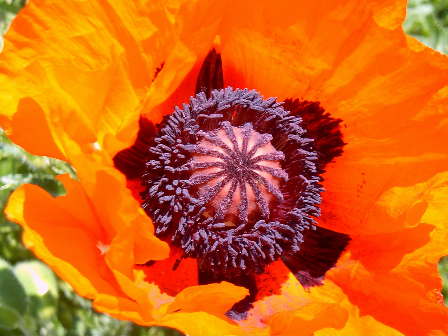 Ziermohn