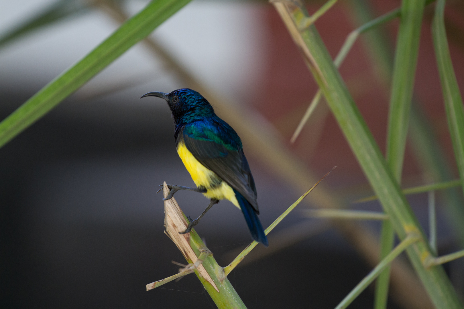 Ziernektarvogel (Variable sunbird)