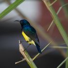 Ziernektarvogel (Variable sunbird)