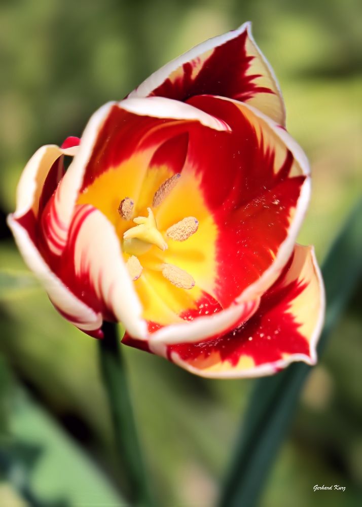 Zierpflanze und Schnittblume Foto & Bild youth, tulpen, natur Bilder