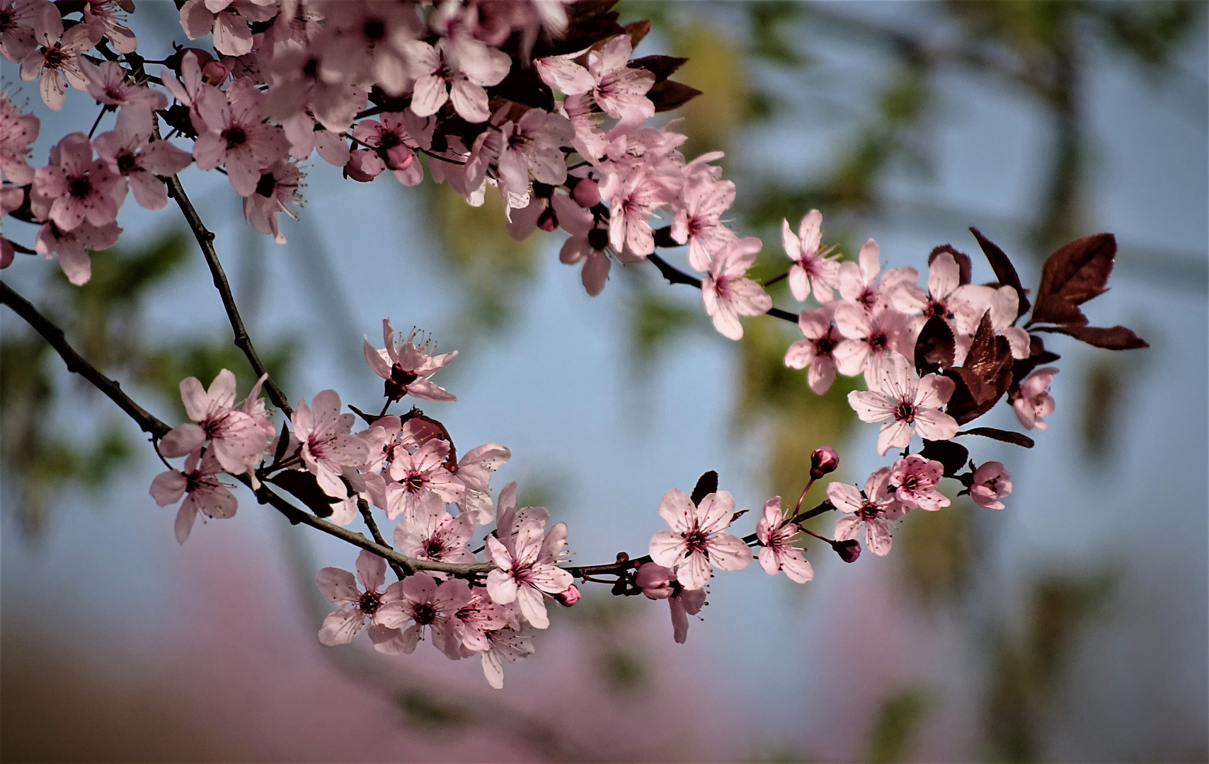 Zierpflaume ( Prunus cerasifera )