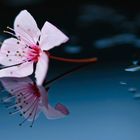 Zierpflaumen-Blüte