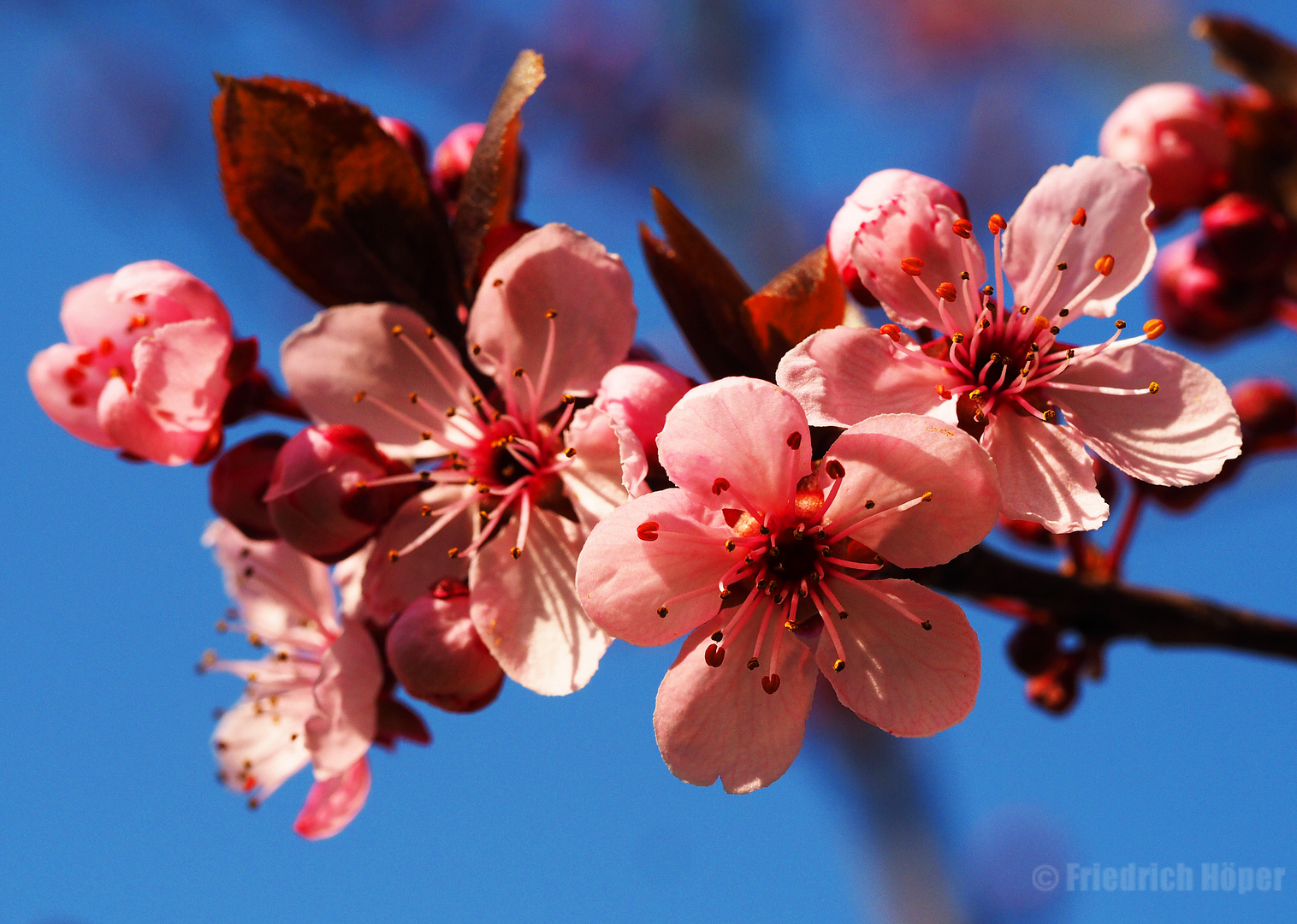 Zierpflaumen-Blüten_3