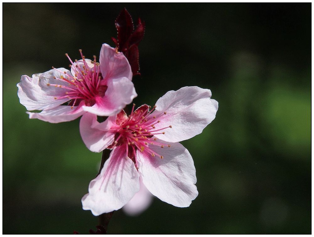 Zierpflaumenblüte