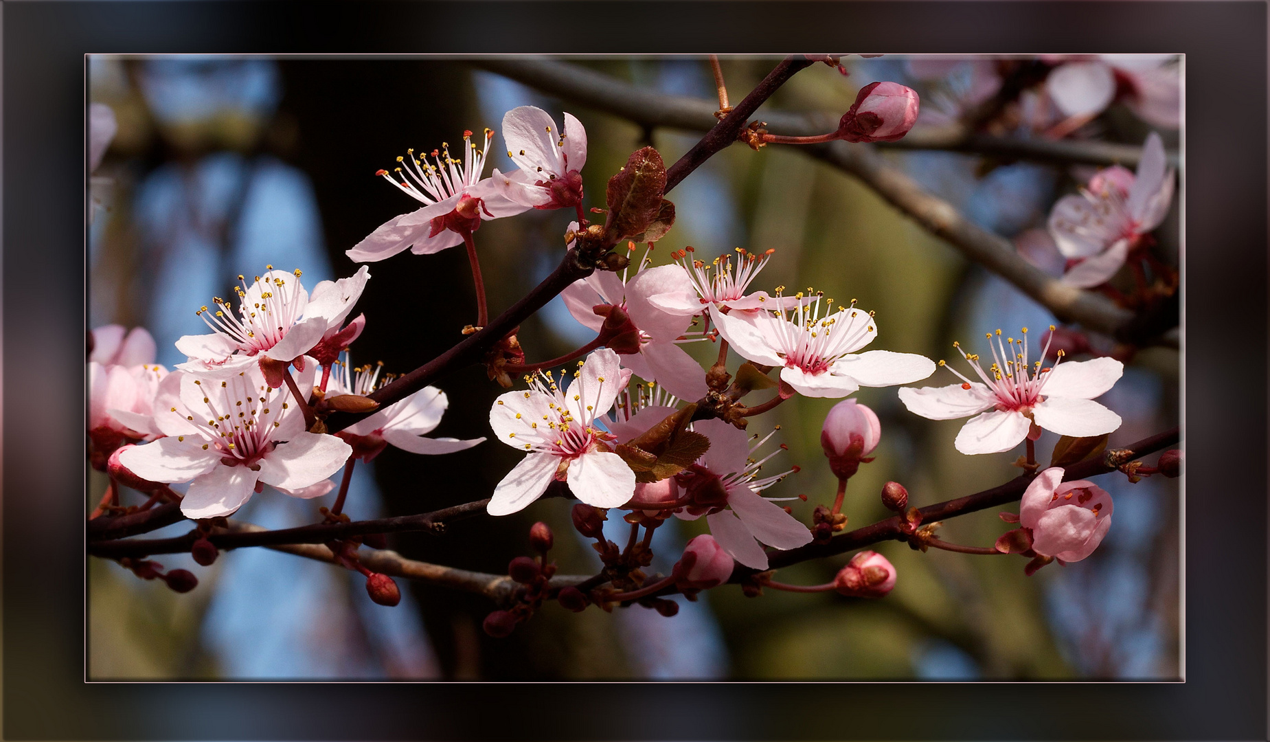 ZIERPFLAUMENBLÜTE