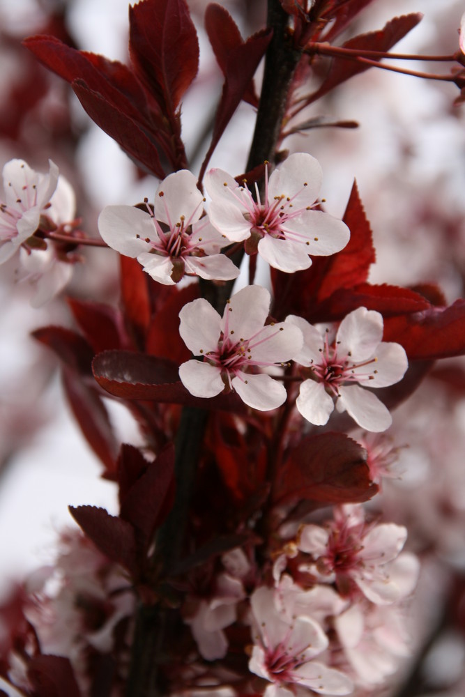 Zierpflaumenblüte