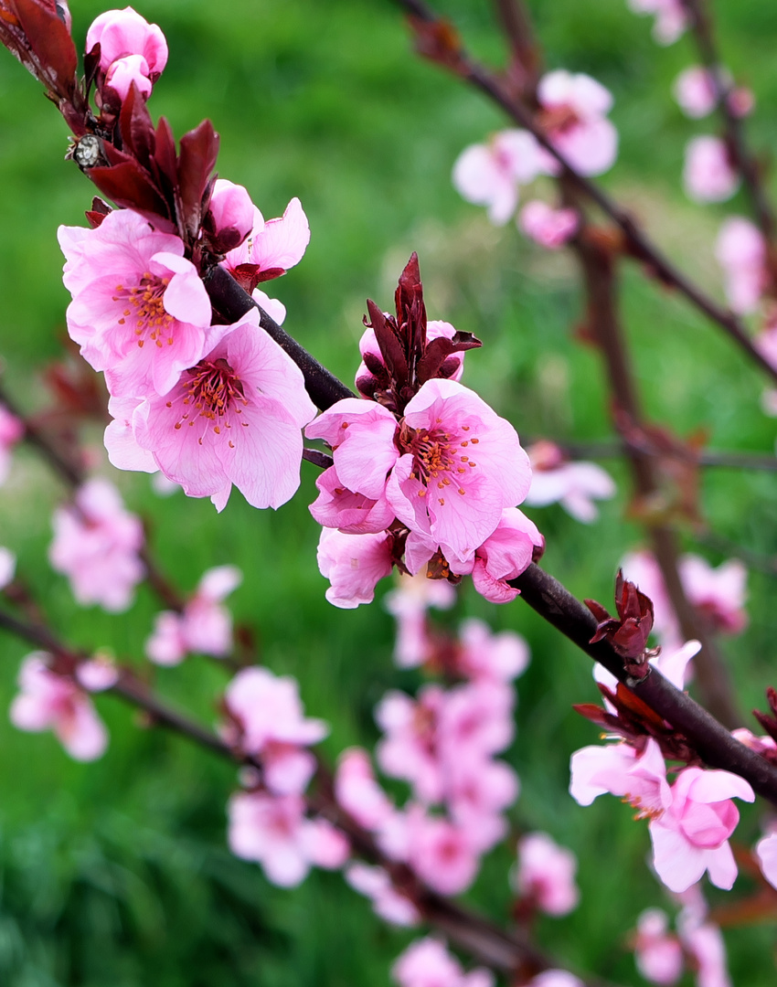 Zierpflaumenblüte