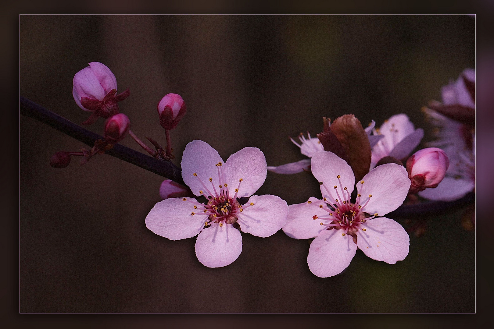 ZIERPFLAUMENBLÜTE