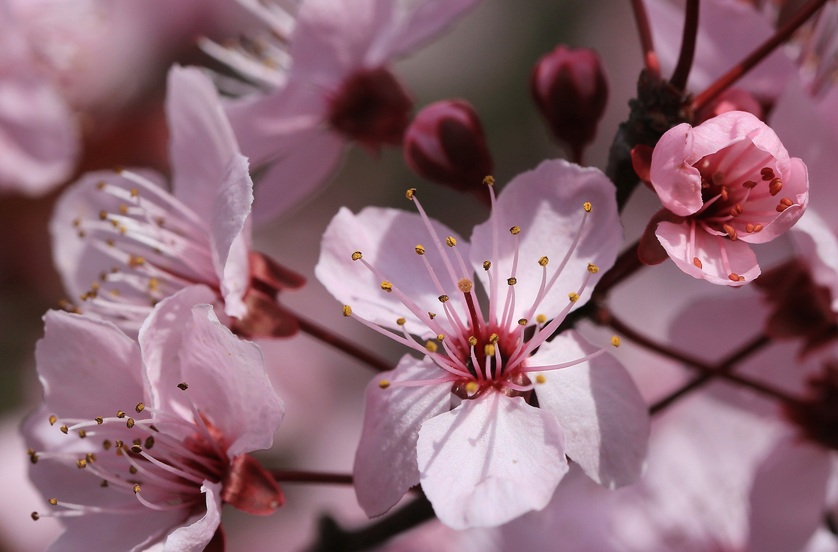 zierpflaumenblüte