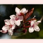 ZIERPFLAUMENBLÜTEN AM MITTWOCH