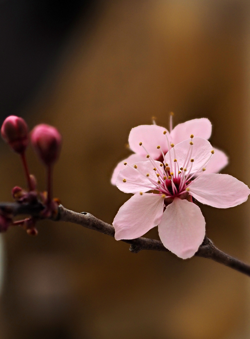 Zierpflaumenblüten