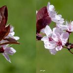 _ Zierpflaumenblüten _ X View _