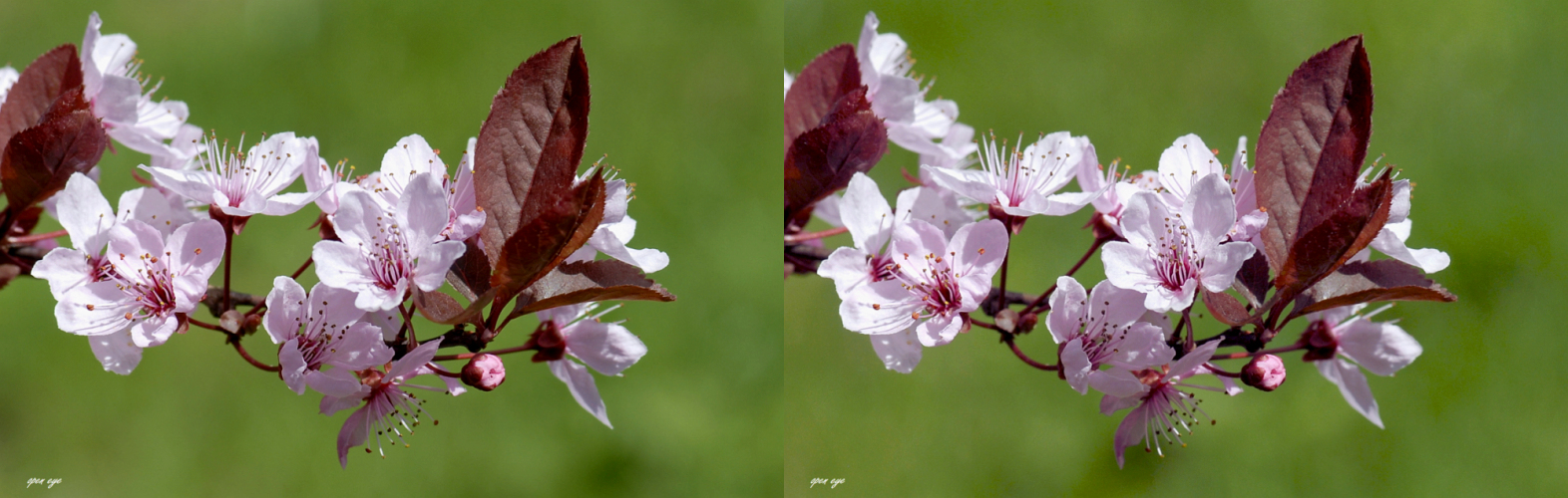 _ Zierpflaumenblüten _ X View _