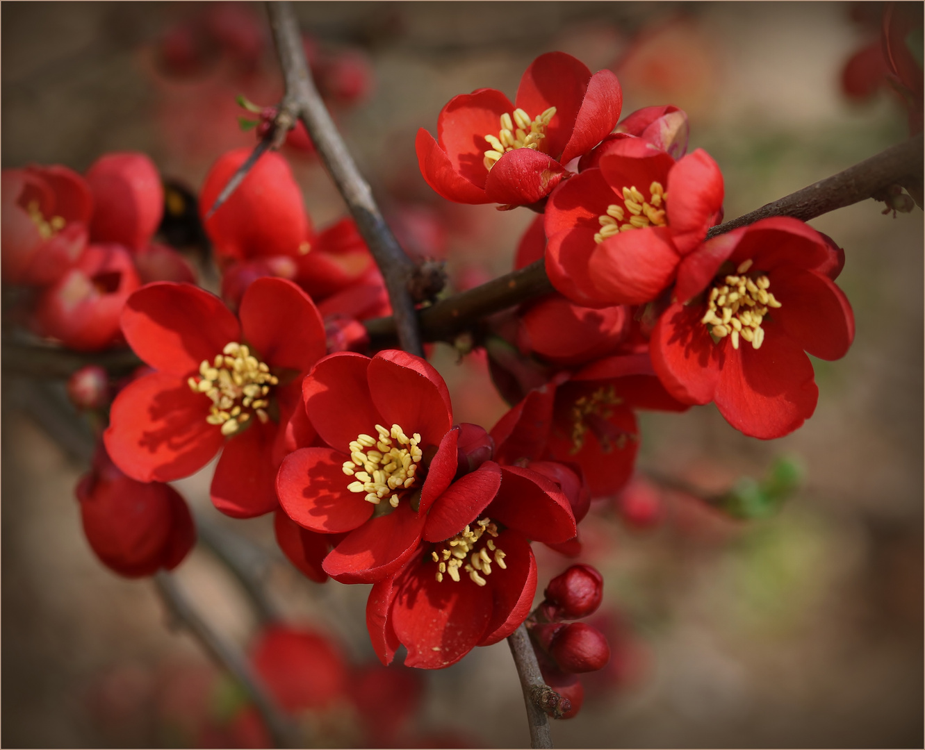 Zierquitte (Chaenomeles)...