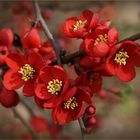 Zierquitte (Chaenomeles)...