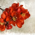  Zierquitte Red (Chaenomeles)