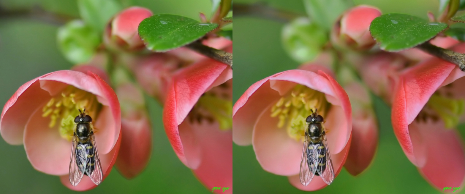 Zierquitte / Schwebefliege 3D 