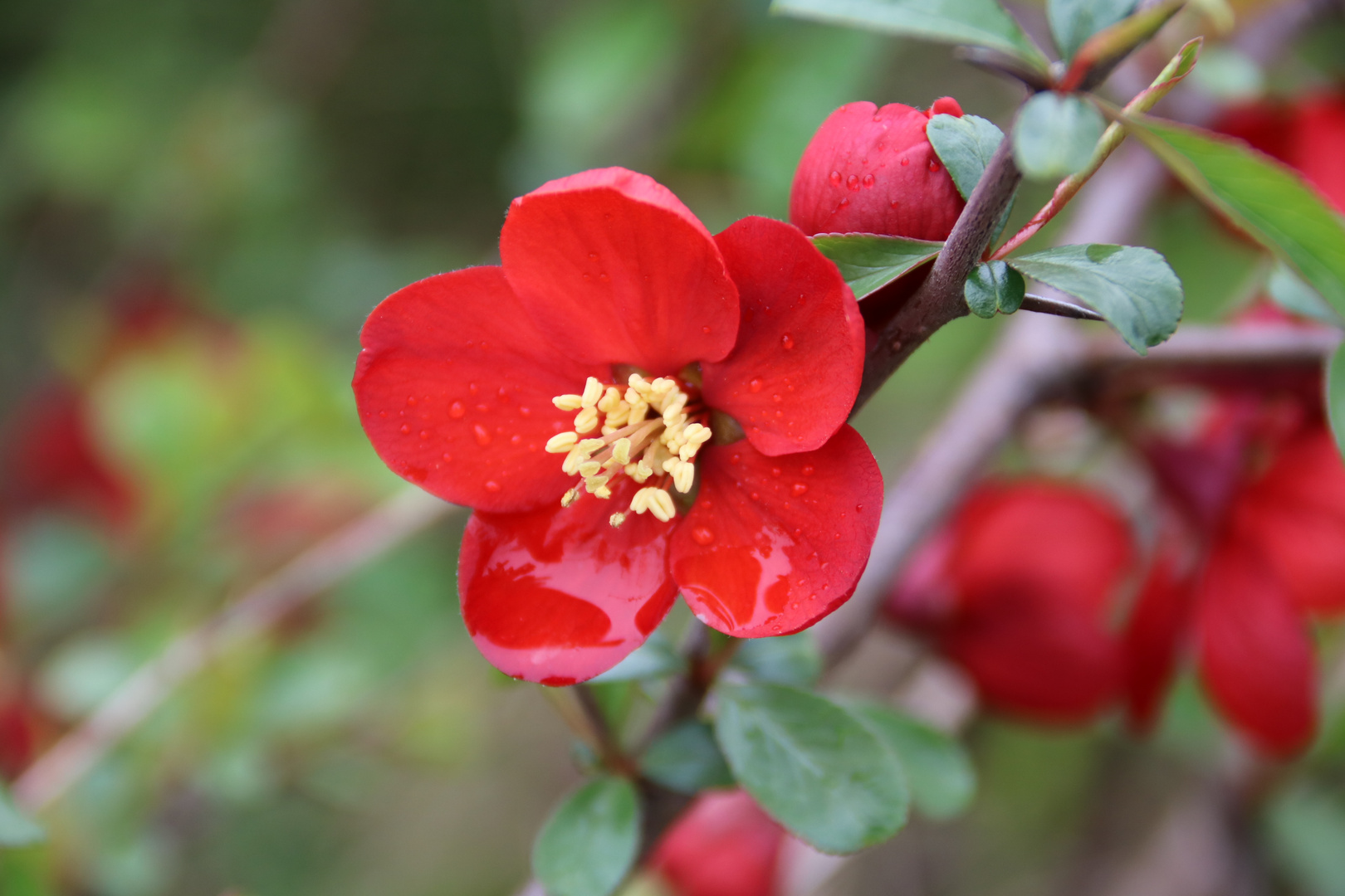 Zierquitteblüte