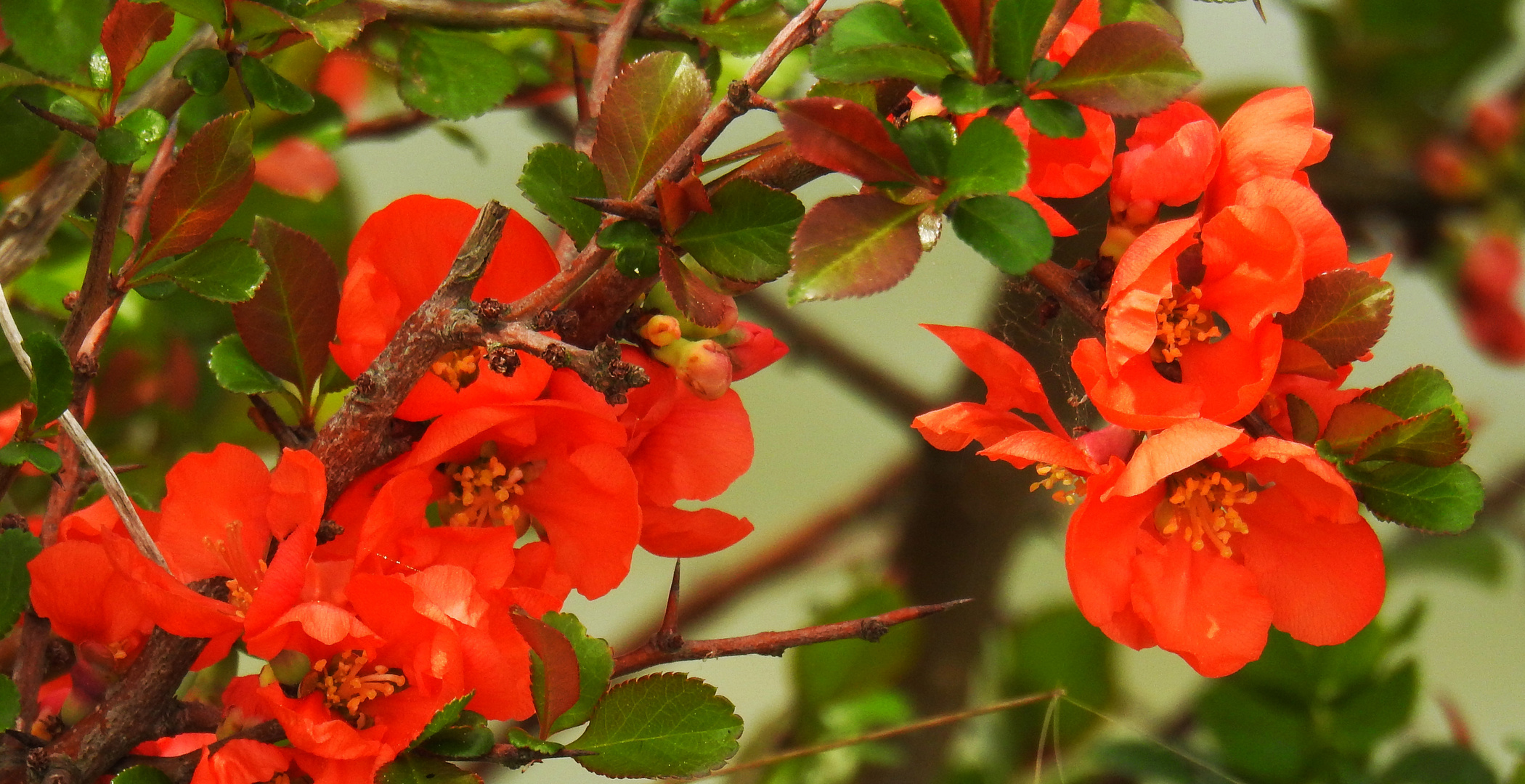 Zierquitten Foto & Bild | pflanzen, pilze & flechten, rankgewächse ...
