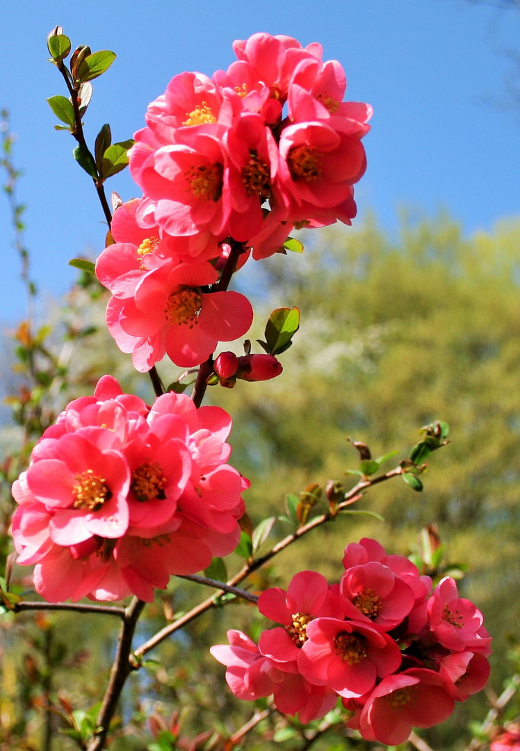 Zierquitten - Blüte