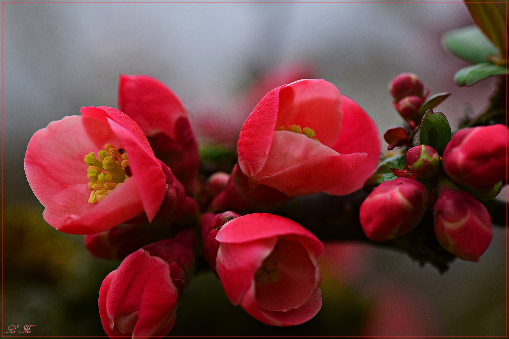 Zierquitten Blüten 