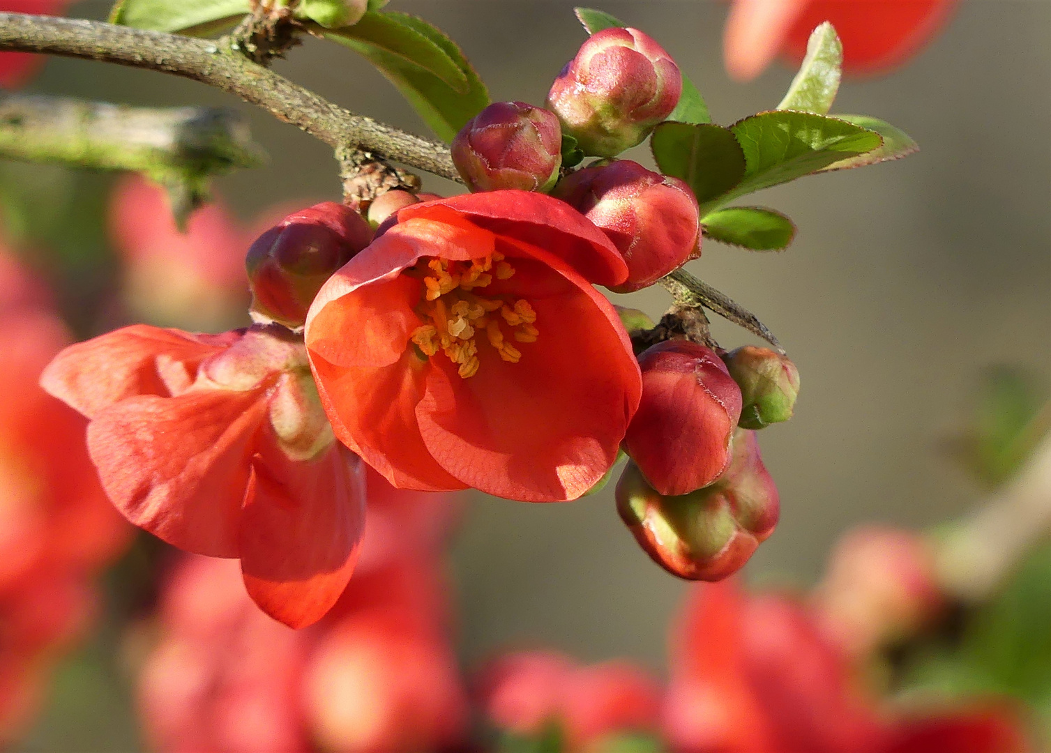 Zierquitten - Blüten