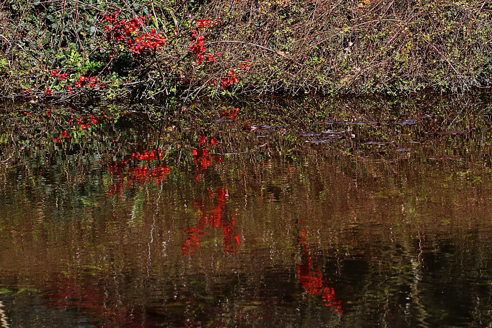 Zierquitten die sich im Wasser spiegeln