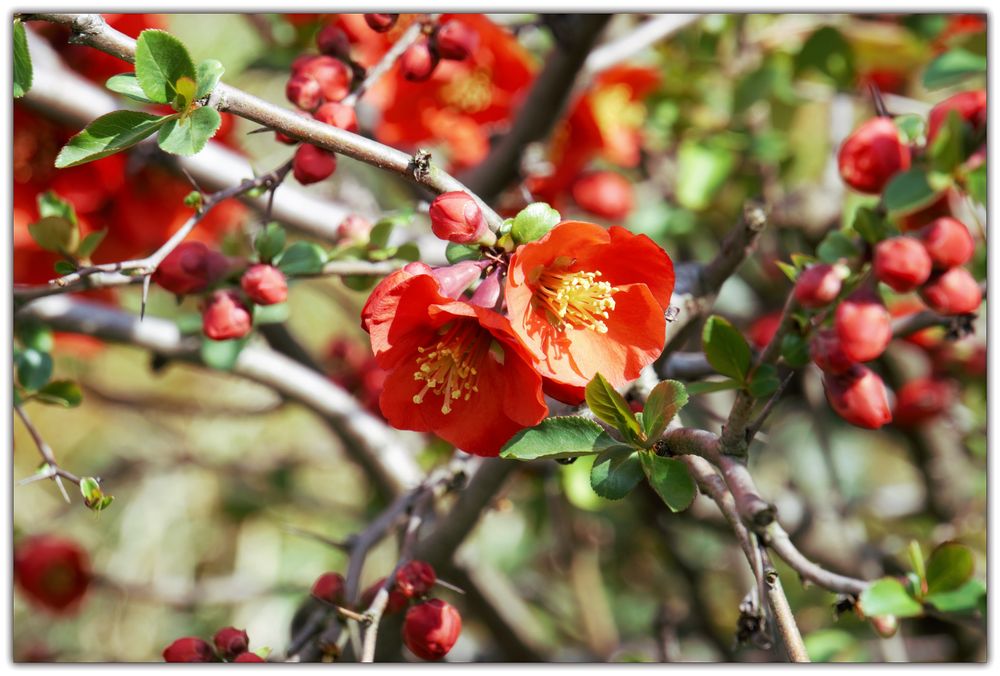 Zierquitten rot Foto & Bild | fotos, natur, pflanzen Bilder auf ...