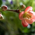 Zierquittenblüte 1