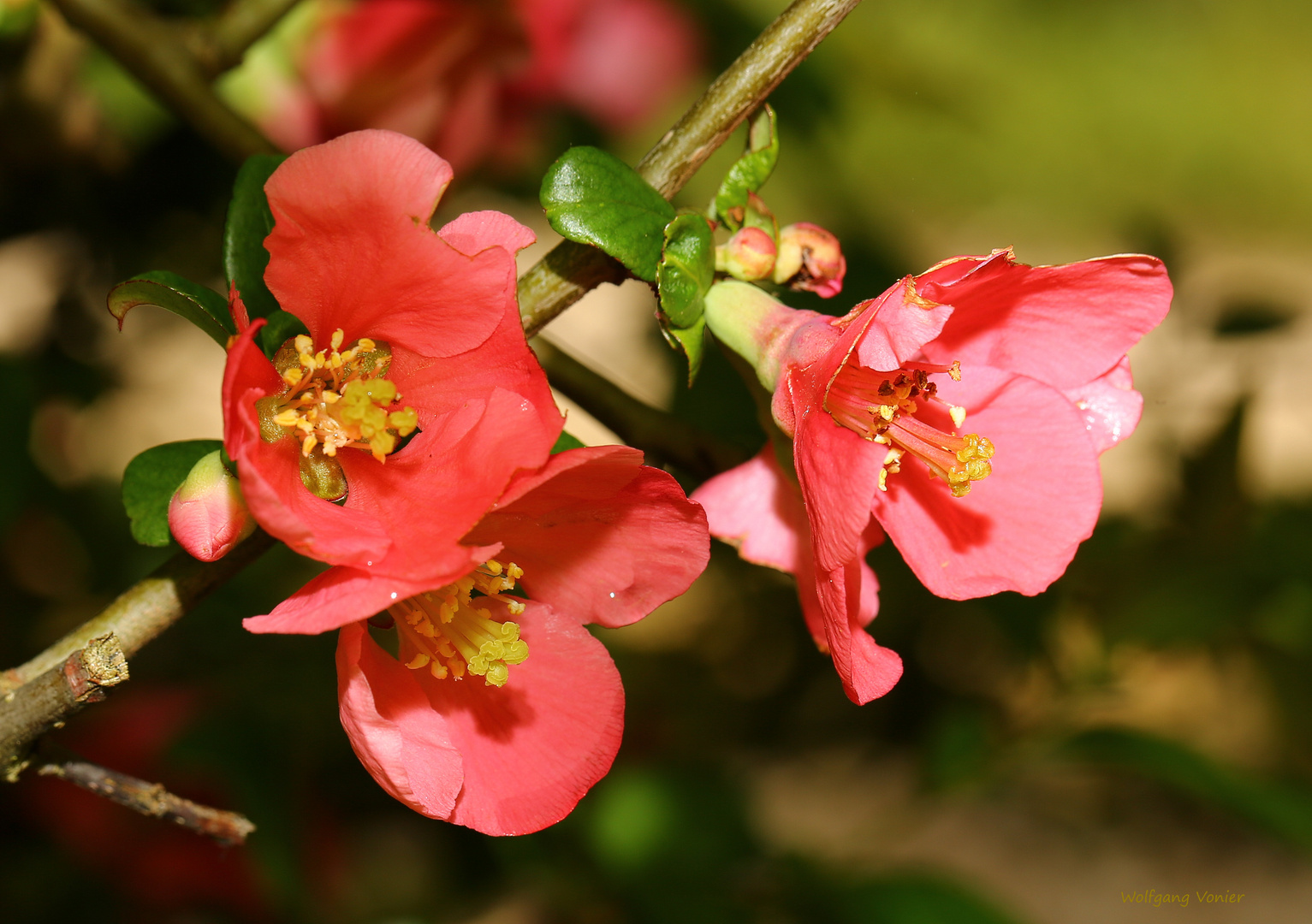 Zierquittenblüten