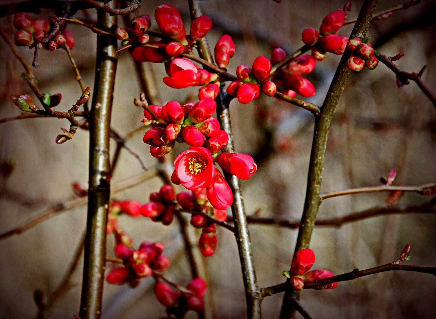 Zierquittenblüten