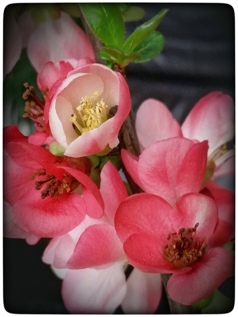 Zierquittenblüten Hanami