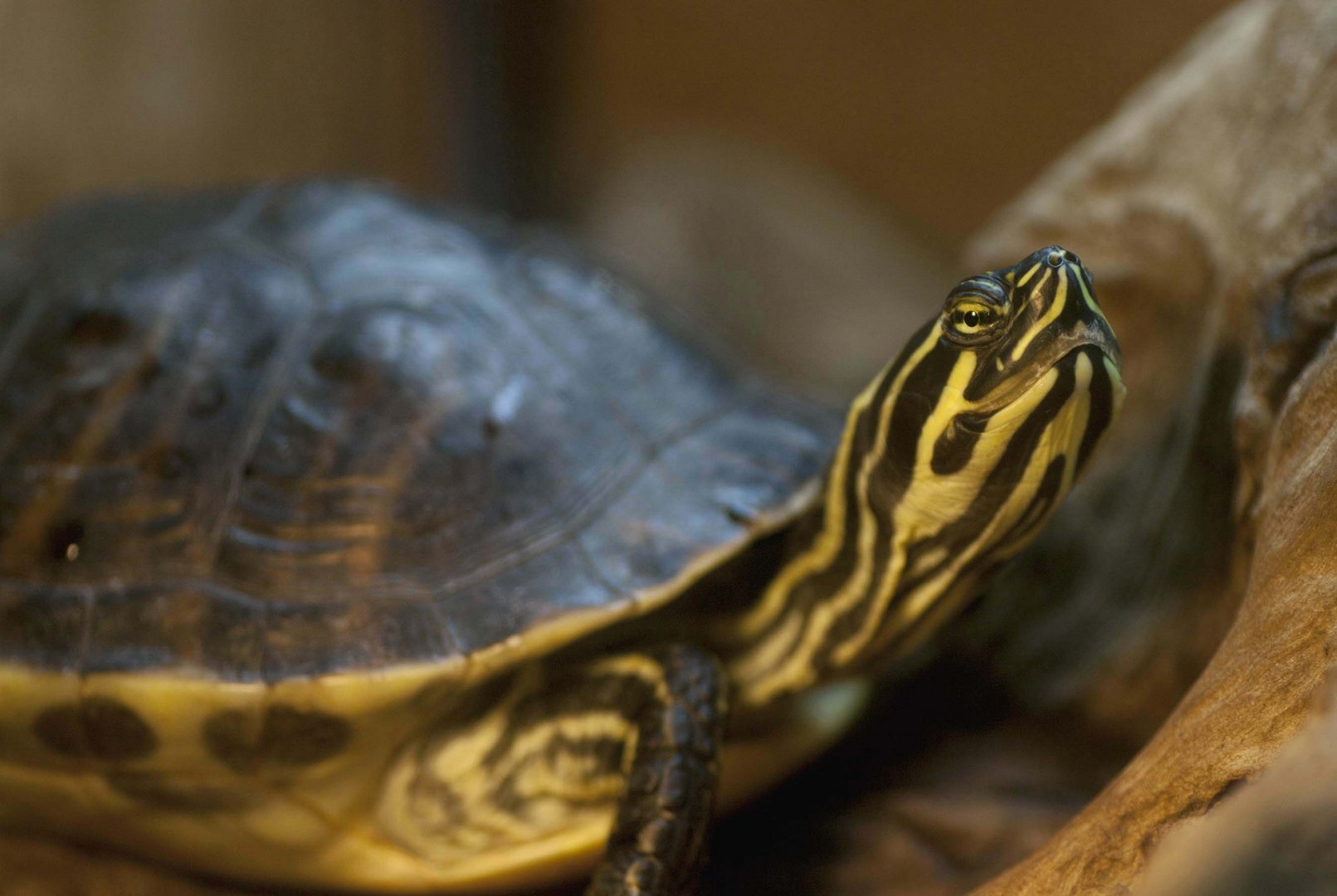 Zierschildkröte - fotografiert im Neu-Ulmer Terrarium