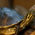 Zierschildkröte - fotografiert im Neu-Ulmer Terrarium